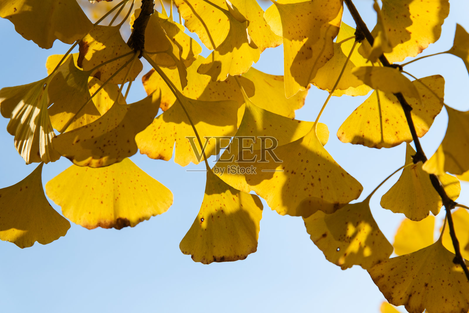 黄色的银杏叶映衬着天空照片摄影图片