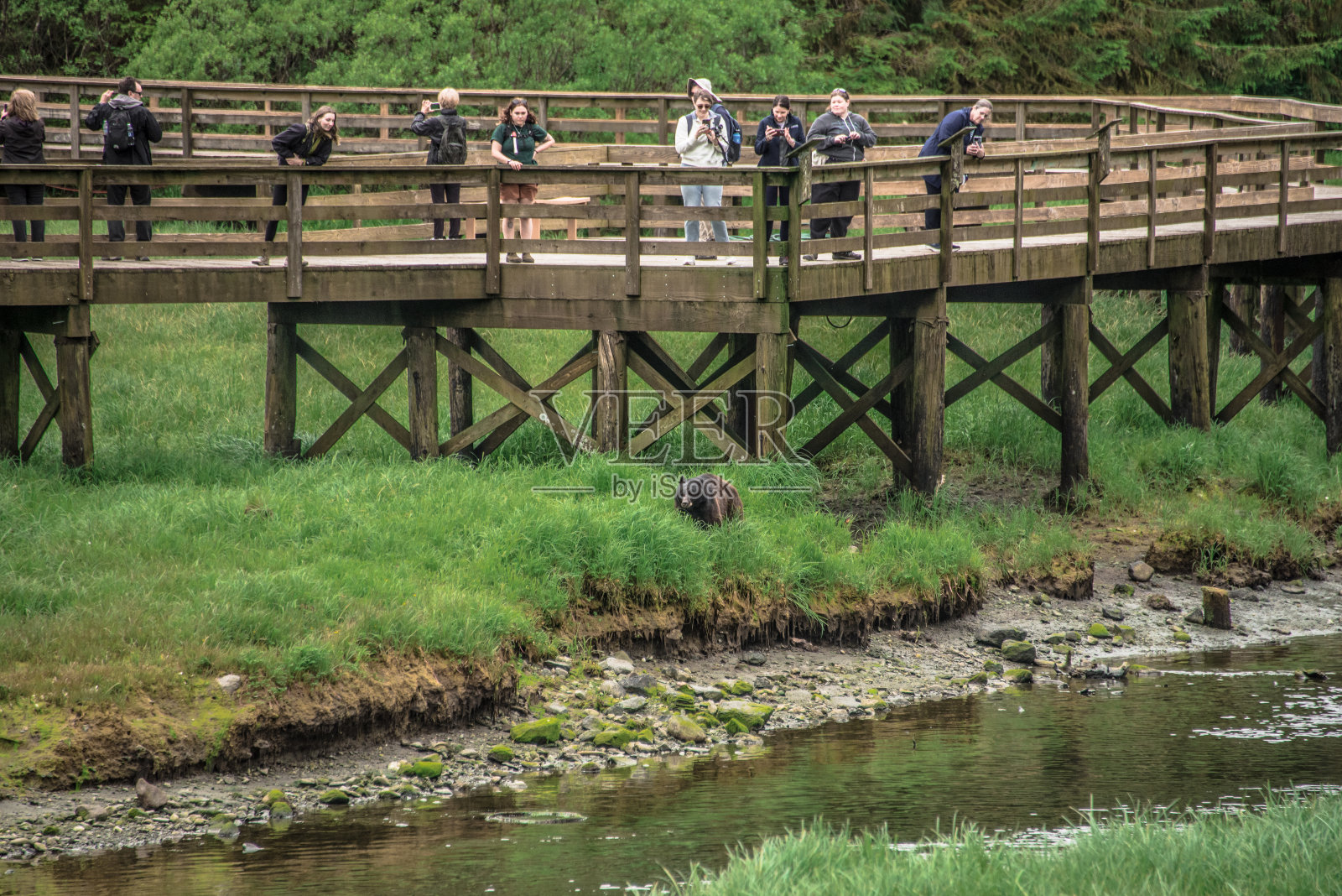 阿拉斯加，凯奇坎:棕熊向小溪走去照片摄影图片