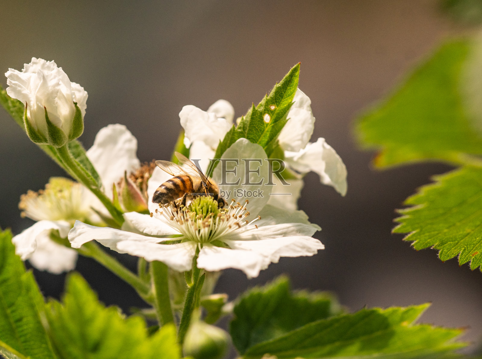 蜜蜂在花上照片摄影图片