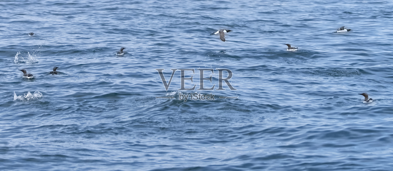 在诺森伯兰郡法恩群岛附近的北海上，海鸠在飞行、潜水和游泳。照片摄影图片