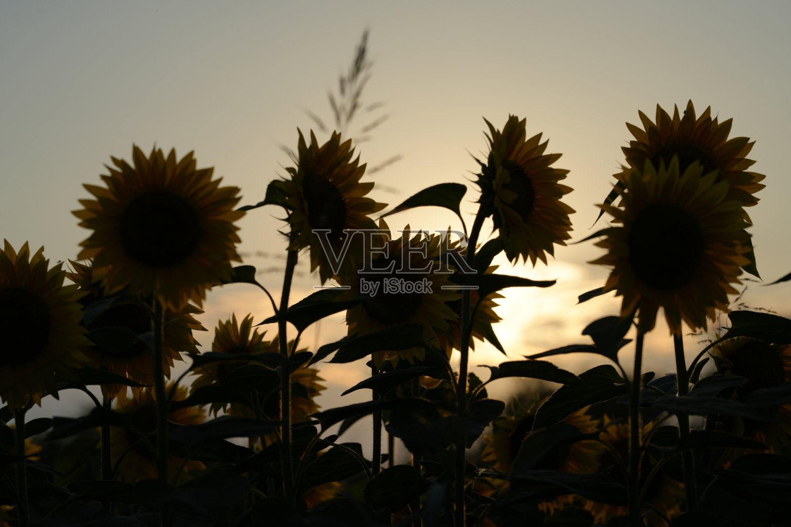 向日葵田照片摄影图片