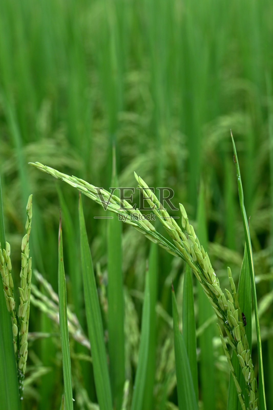 泰国雨季水稻植株的宏观焦点。照片摄影图片