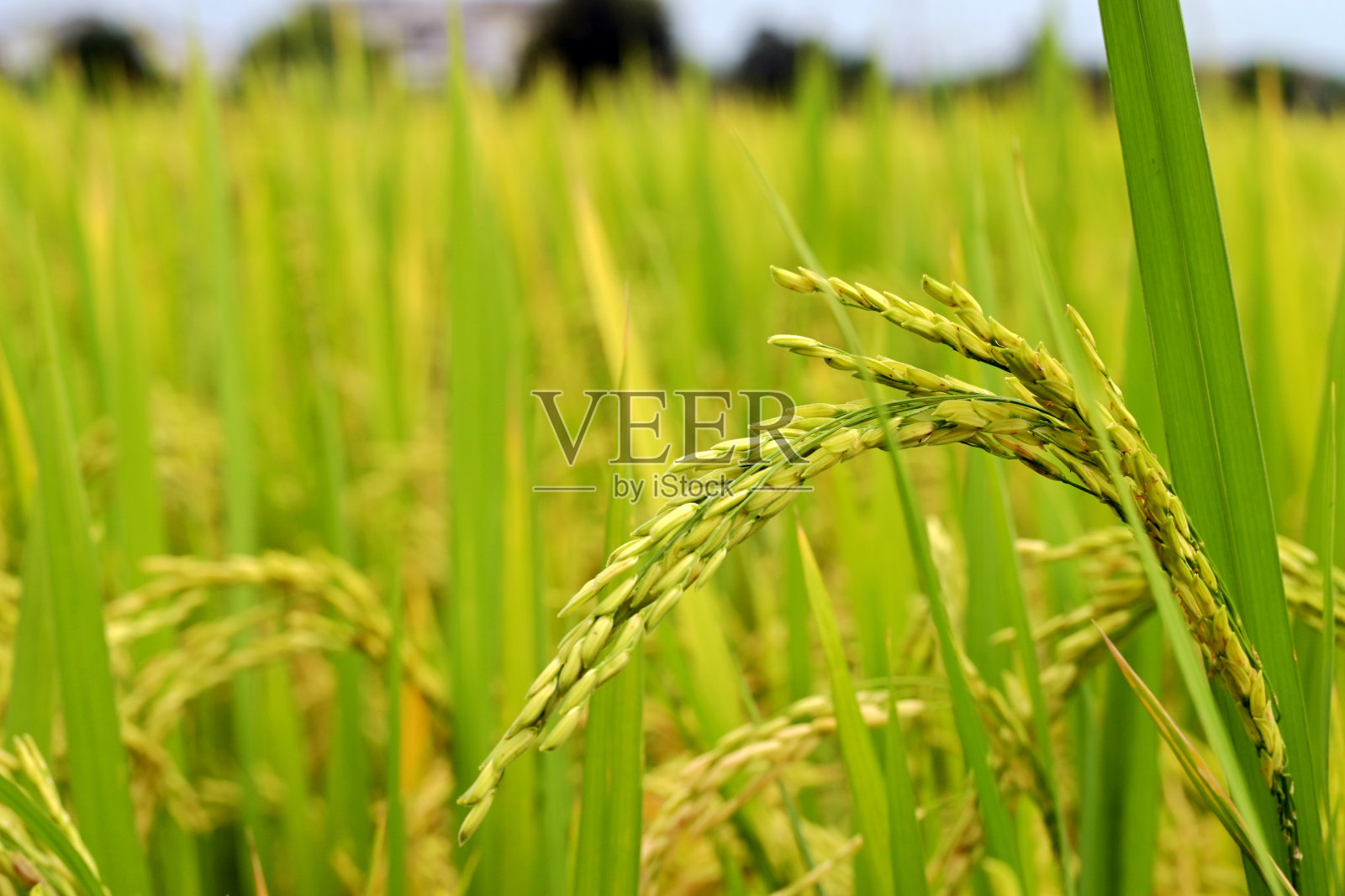 泰国雨季水稻植株的宏观焦点。照片摄影图片