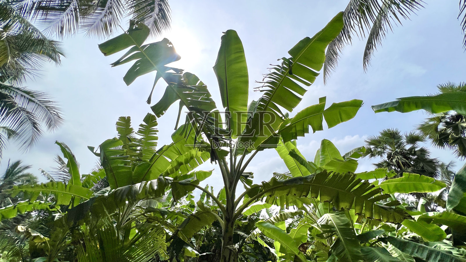 花园里树上的未熟香蕉，绿叶背景下的香蕉树，树上的生香蕉。丛林里的香蕉。芭蕉叶背景。照片摄影图片