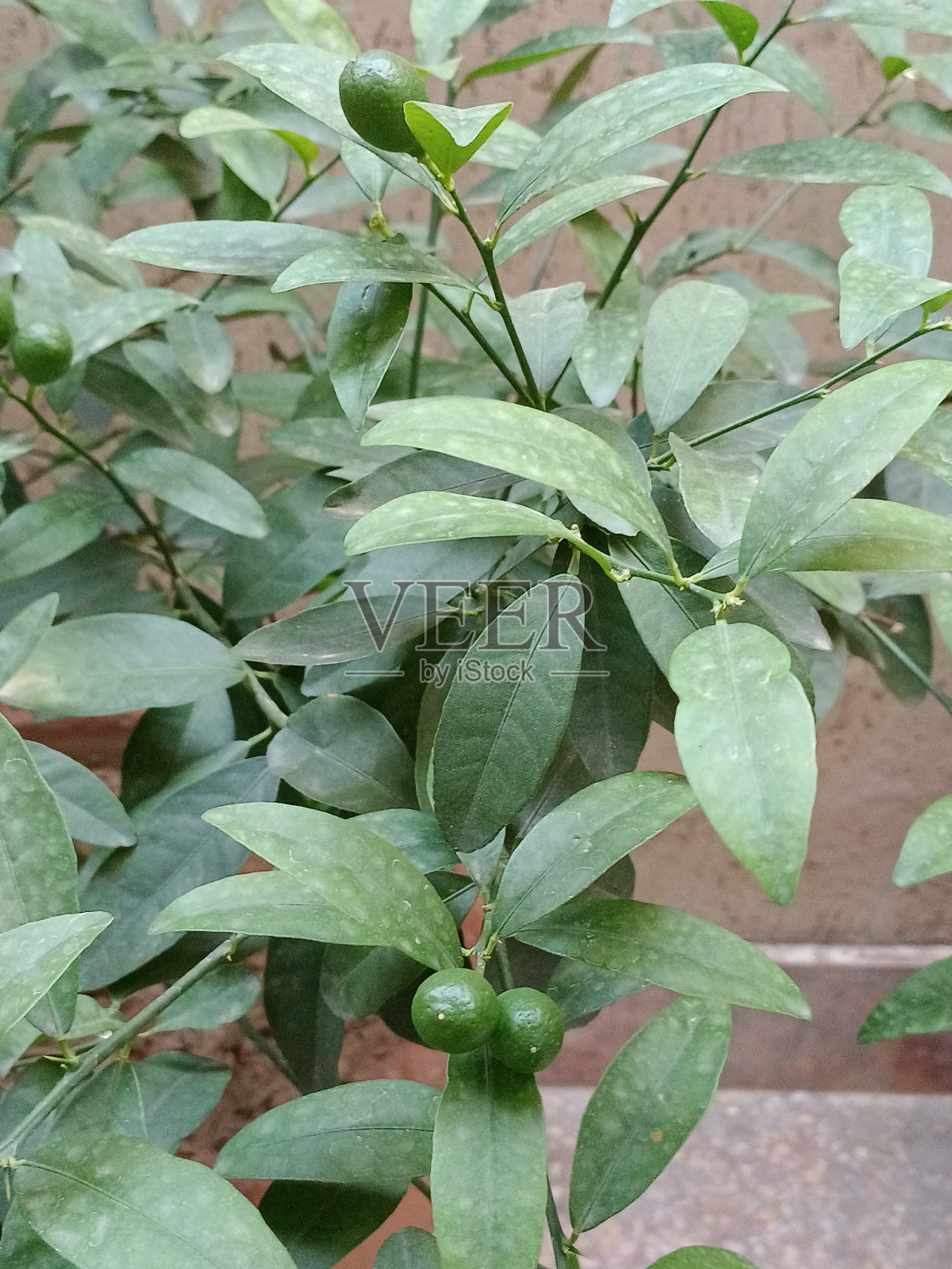 柠檬照片摄影图片