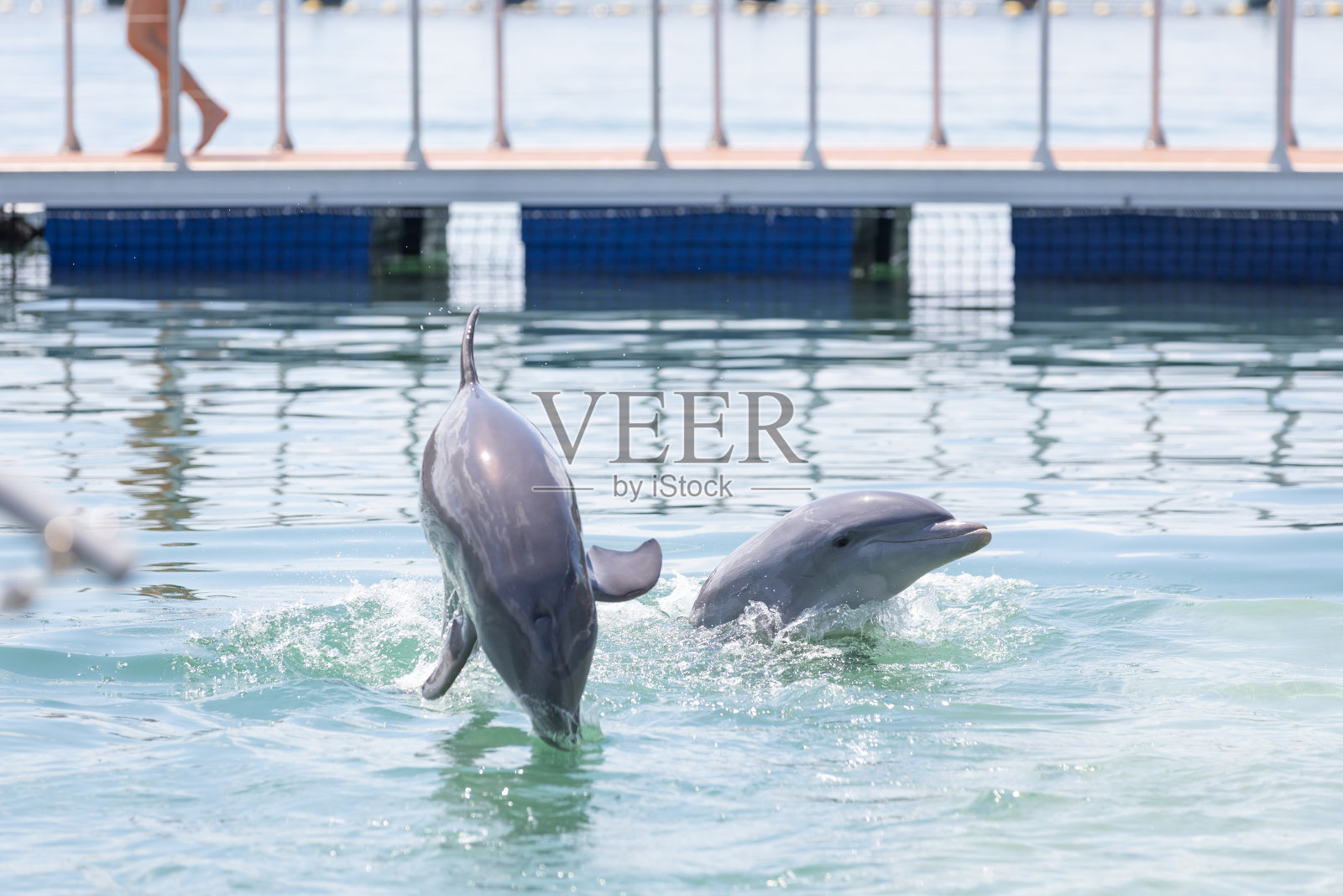 大西洋上的海豚照片摄影图片