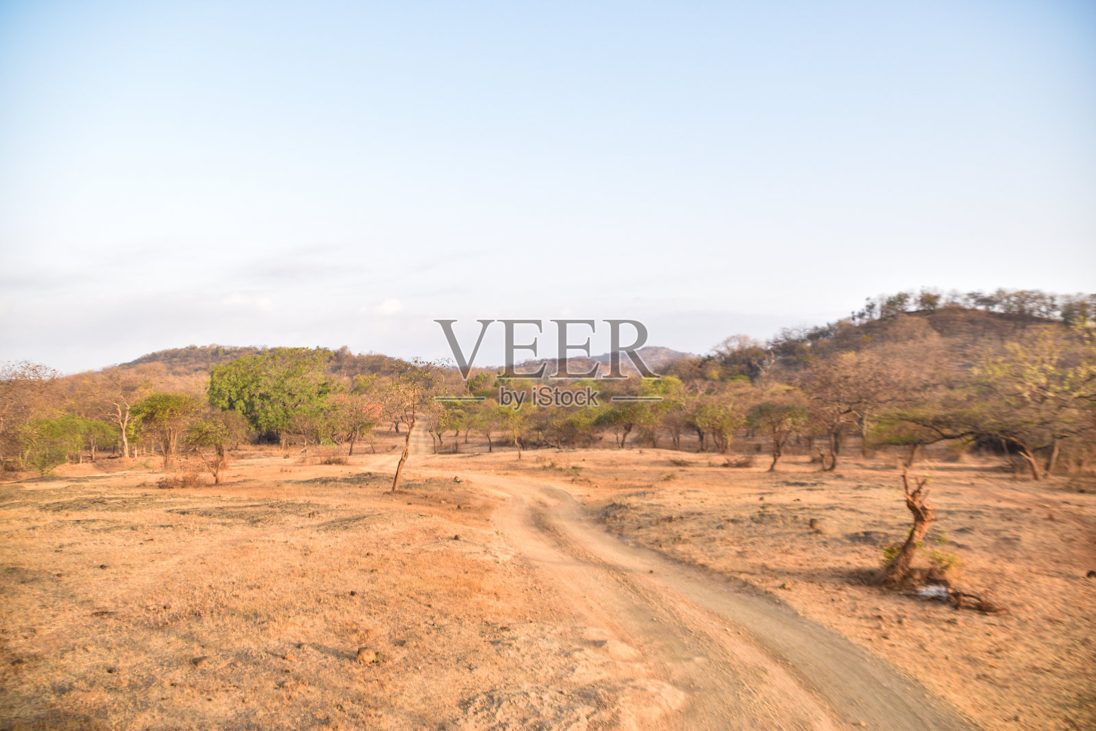 吉尔森林,古吉拉特邦照片摄影图片