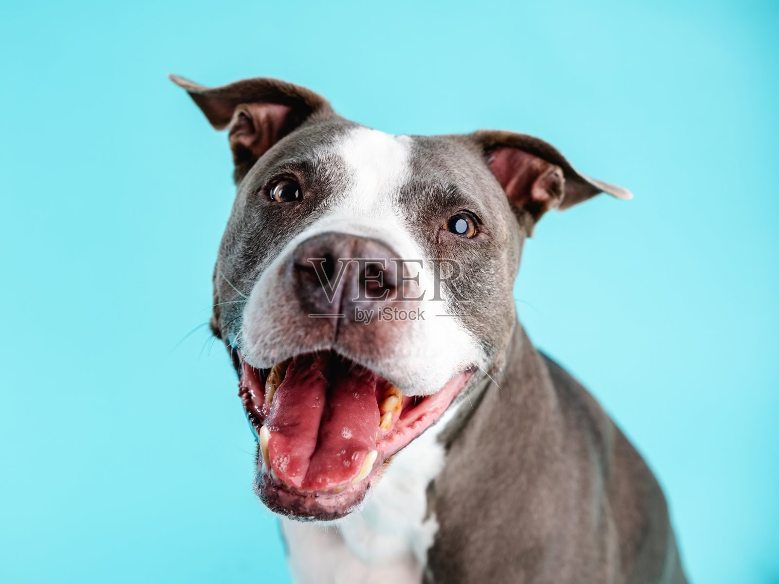 可爱的斗牛蓝狗在蓝色的工作室里看着相机照片摄影图片