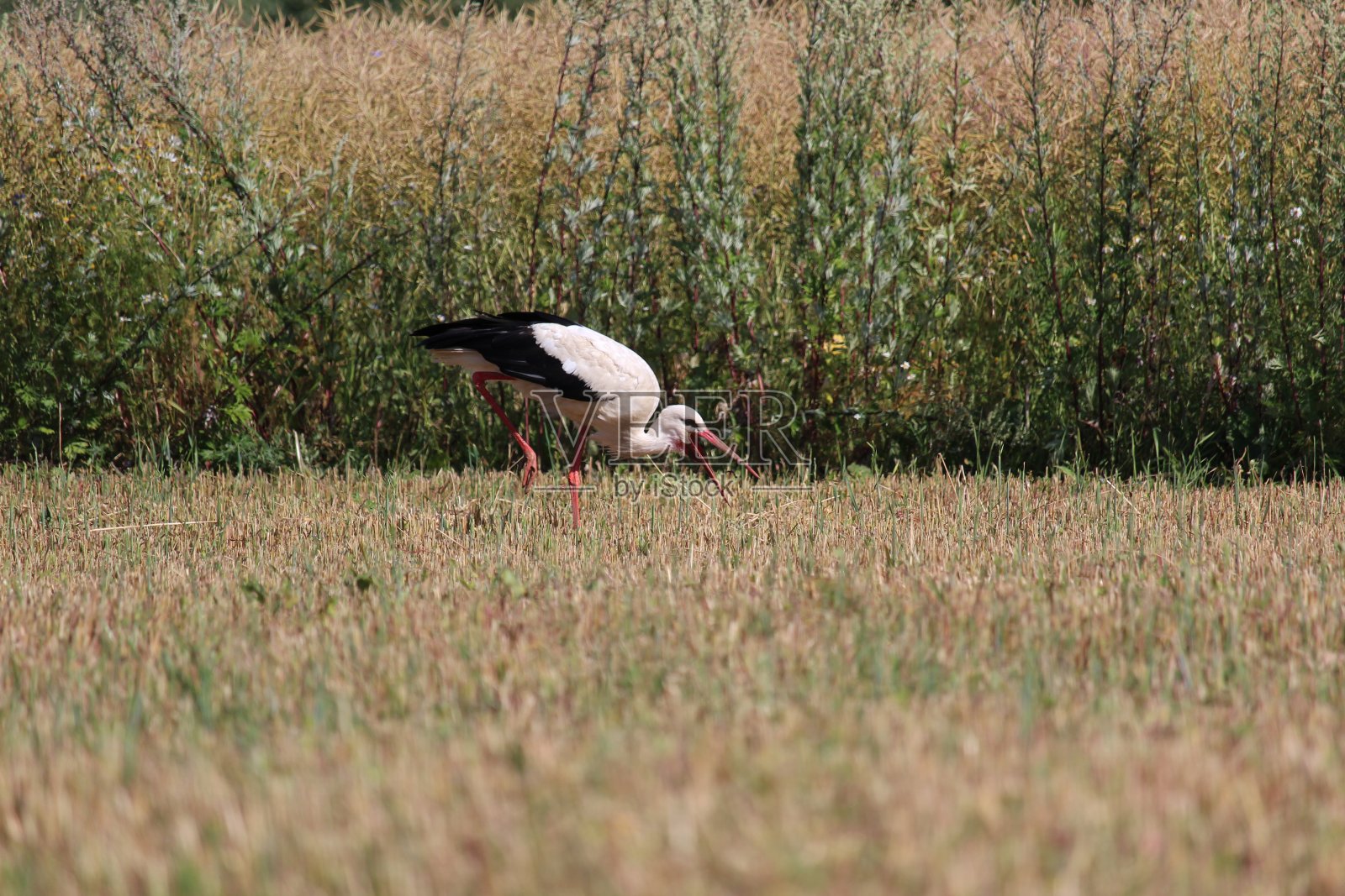 鹳照片摄影图片