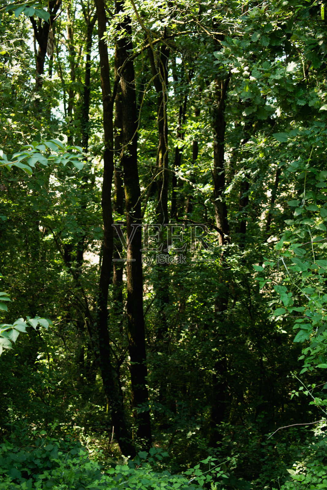 绿色的森林在一个美丽的夏日早晨。照片摄影图片