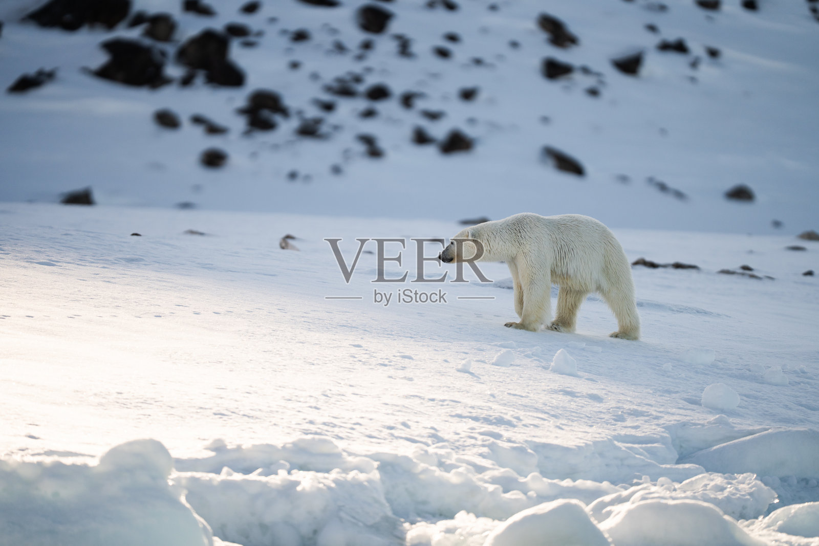 北极熊照片摄影图片