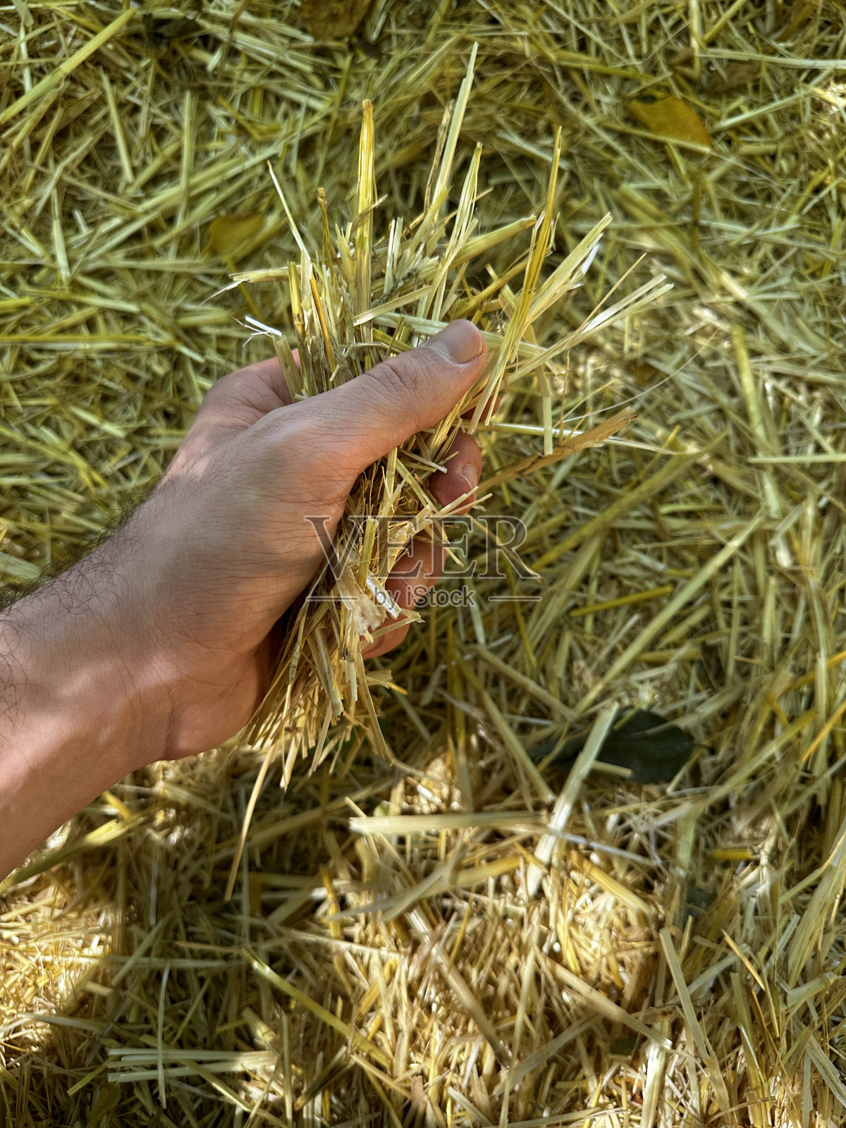 森林里的草垛和稻草照片摄影图片