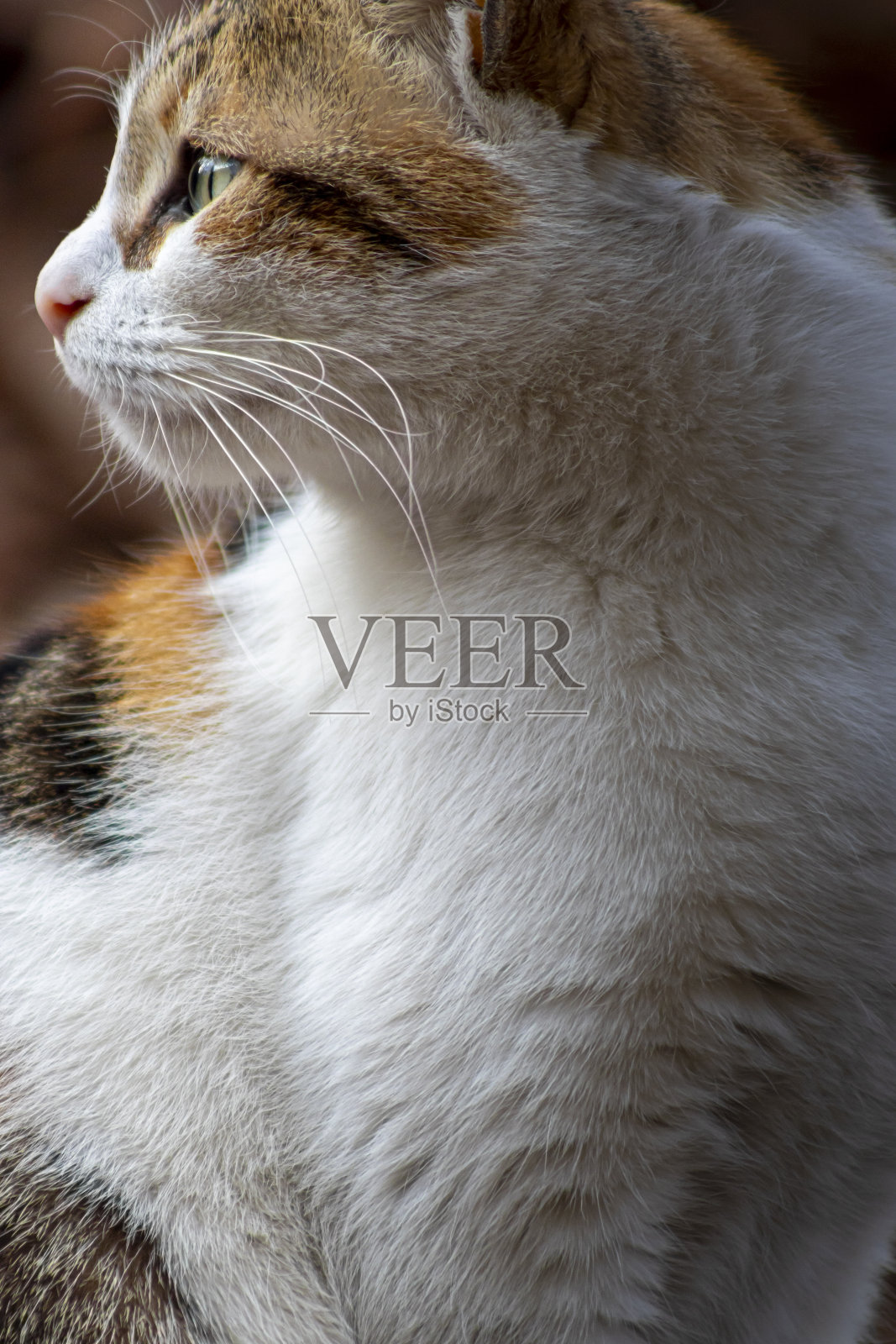 一只黄白相间的流浪猫。秋天坐在树林里照片摄影图片