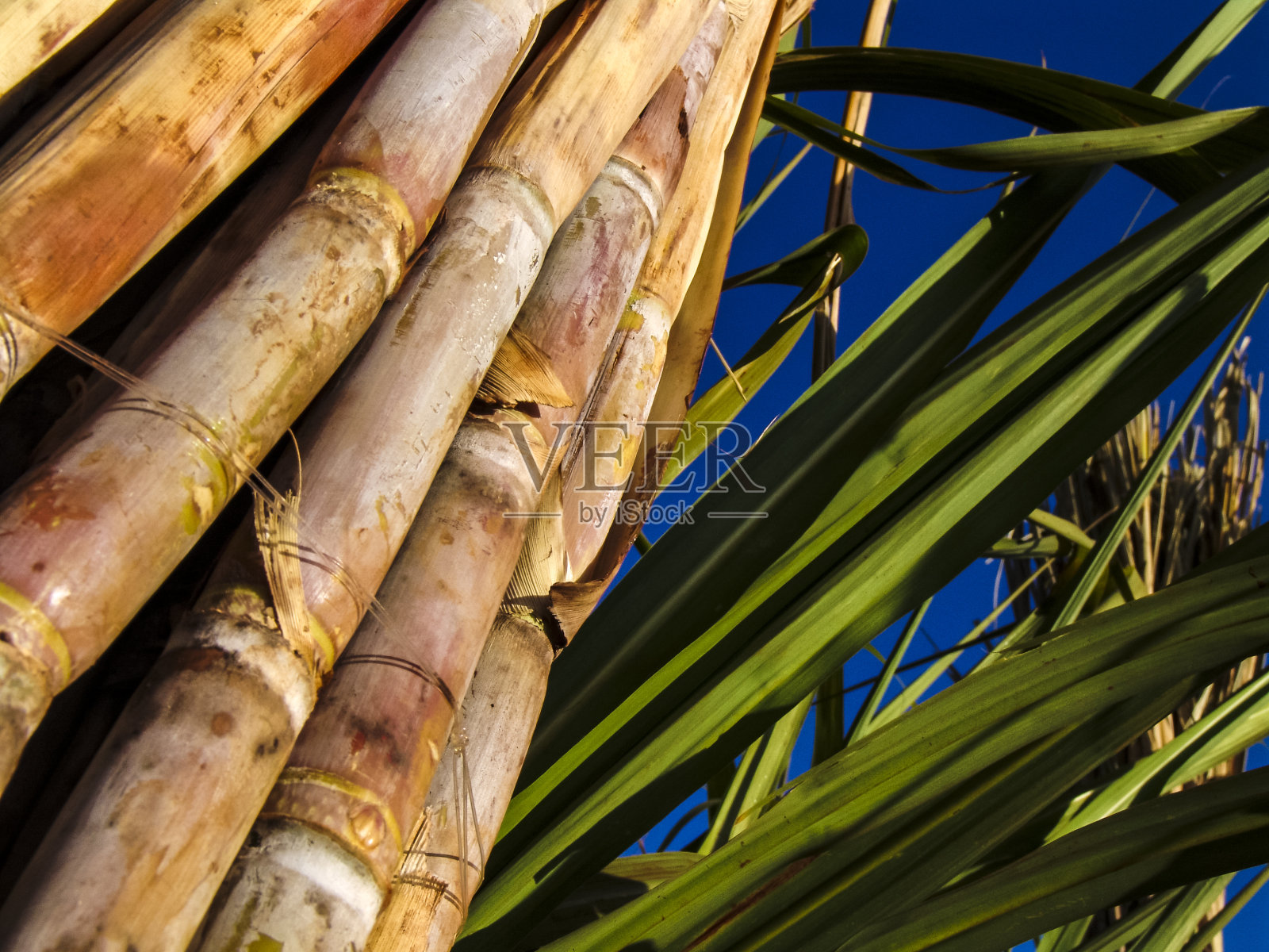 农田里的甘蔗茎和叶子照片摄影图片