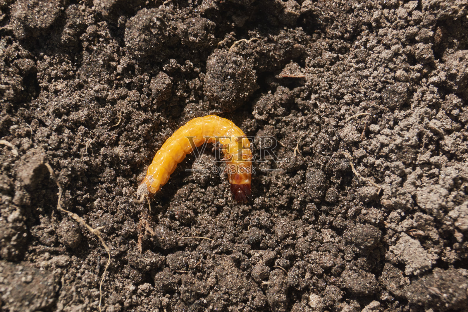 花园地块上的线虫。照片摄影图片