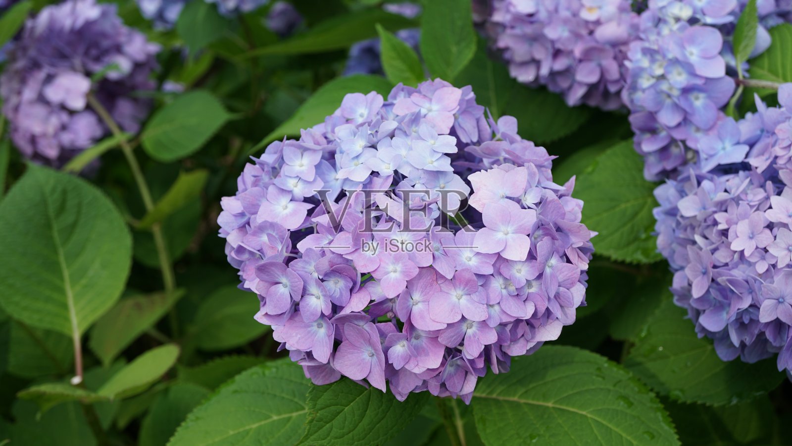 日本绣球花照片摄影图片