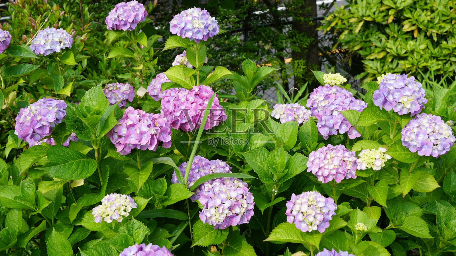 日本绣球花照片摄影图片
