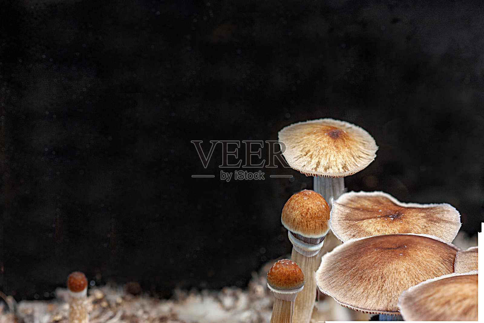 黑暗中的蘑菇-盖菇照片摄影图片