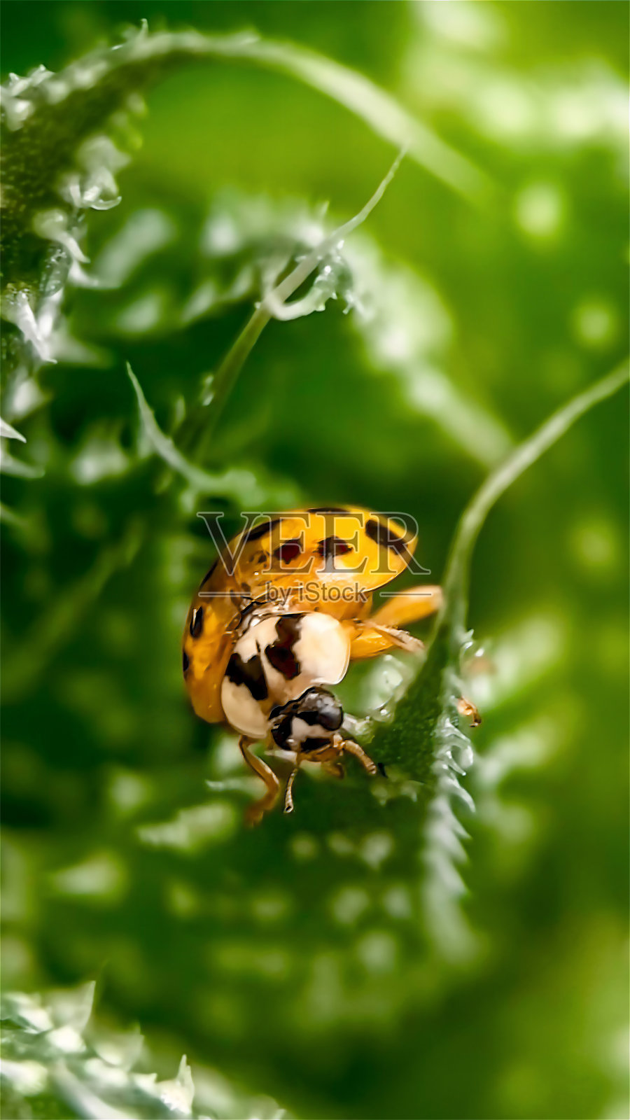 瓢虫是一个黄色的宏照片摄影图片