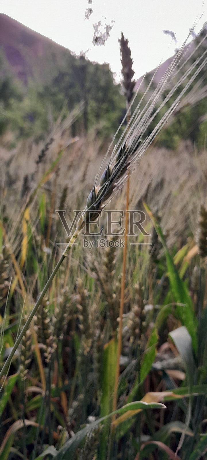 金色麦田景观照片摄影图片