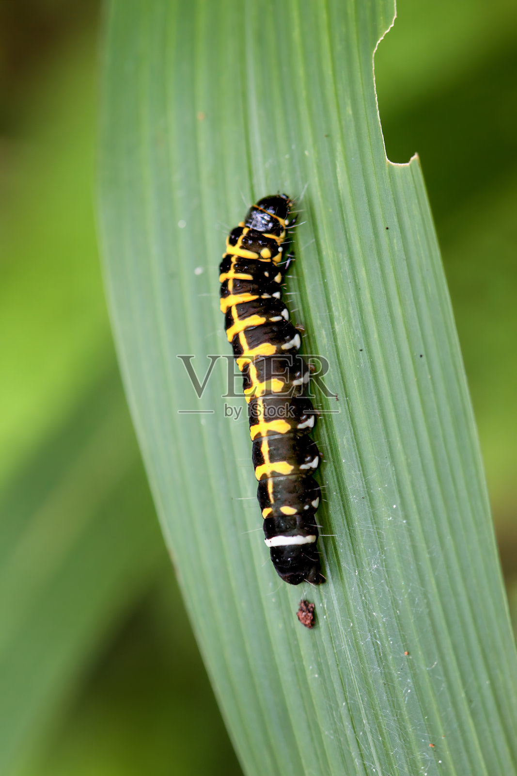 台湾乌来叶上有活力的苍生毛虫。照片摄影图片