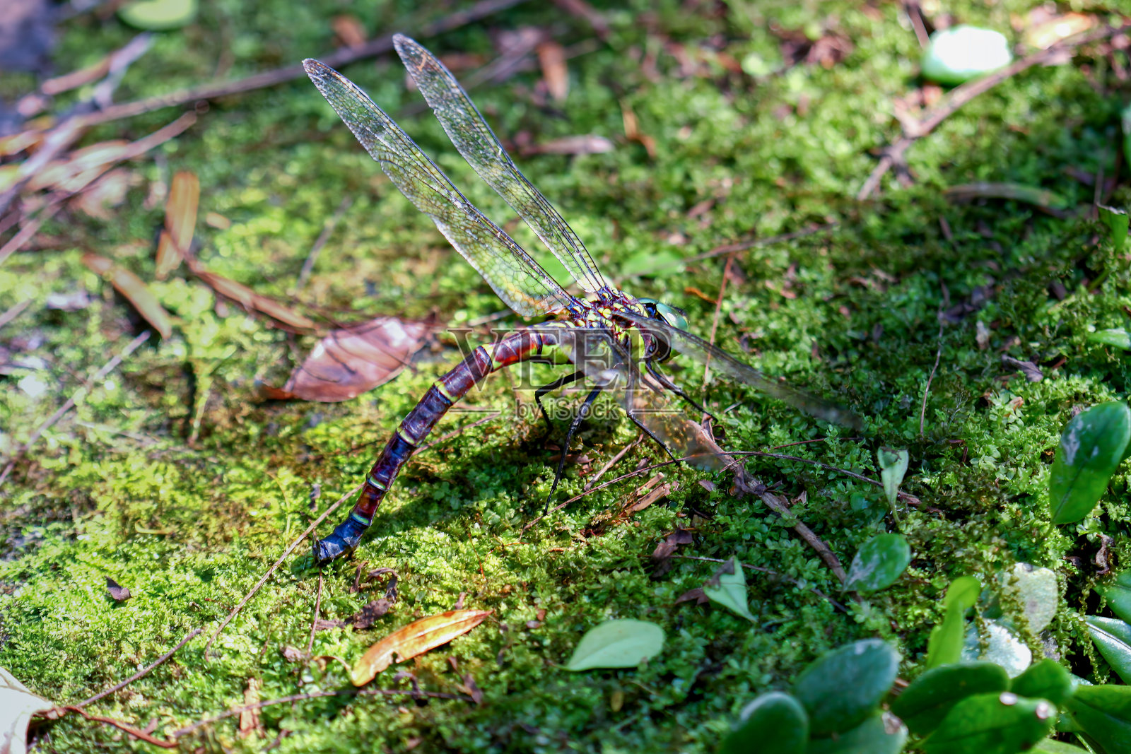 台湾绿植中产卵的巨型蜻蜓。照片摄影图片