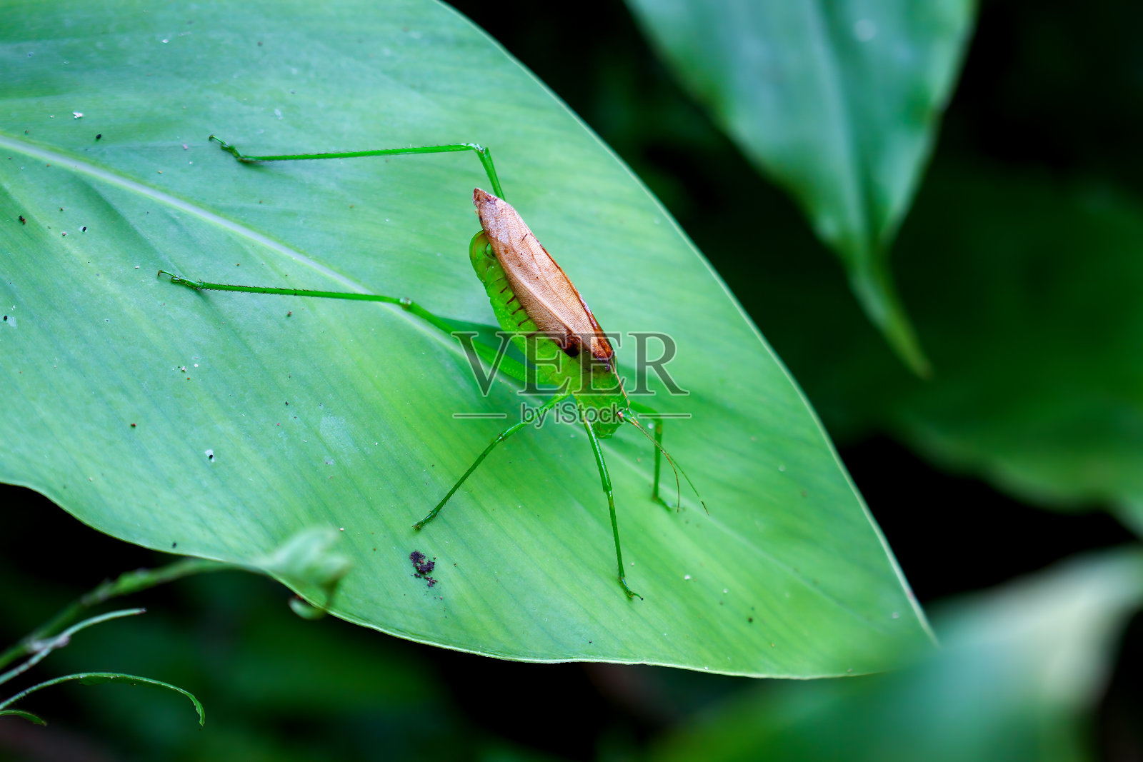 生机勃勃的绿色蝈蝈——自然栖息地的蝈蝈科。照片摄影图片