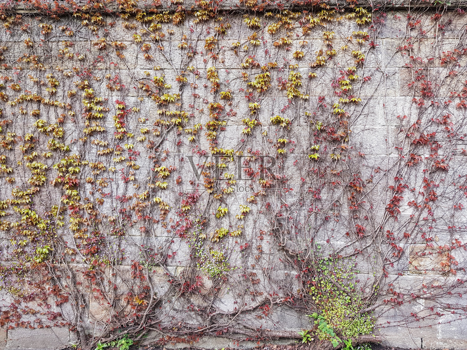 英国苏格兰格拉斯哥，春天里长满常春藤的古老石墙照片摄影图片