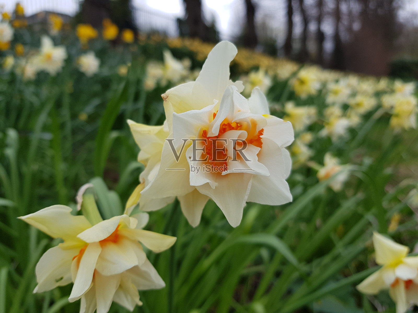 水仙，重瓣水仙，产自英国苏格兰格拉斯哥照片摄影图片