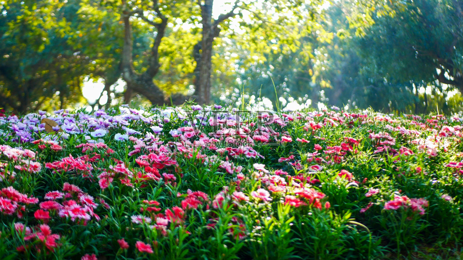 柔和的彩色花朵花朵柔和的自然阳光绽放在绿色的花园早晨的时间背景。阳光灿烂的绿色公园粉嫩的浪漫绽放春天的季节。花瓣绽放美丽的花园照片摄影图片