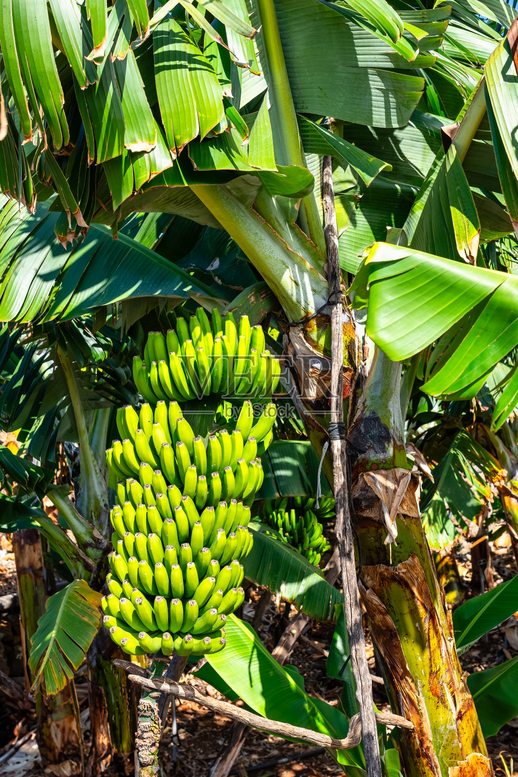 在拉帕尔马岛拉法亚纳的香蕉种植园里，一束束准备吃的绿香蕉。照片摄影图片