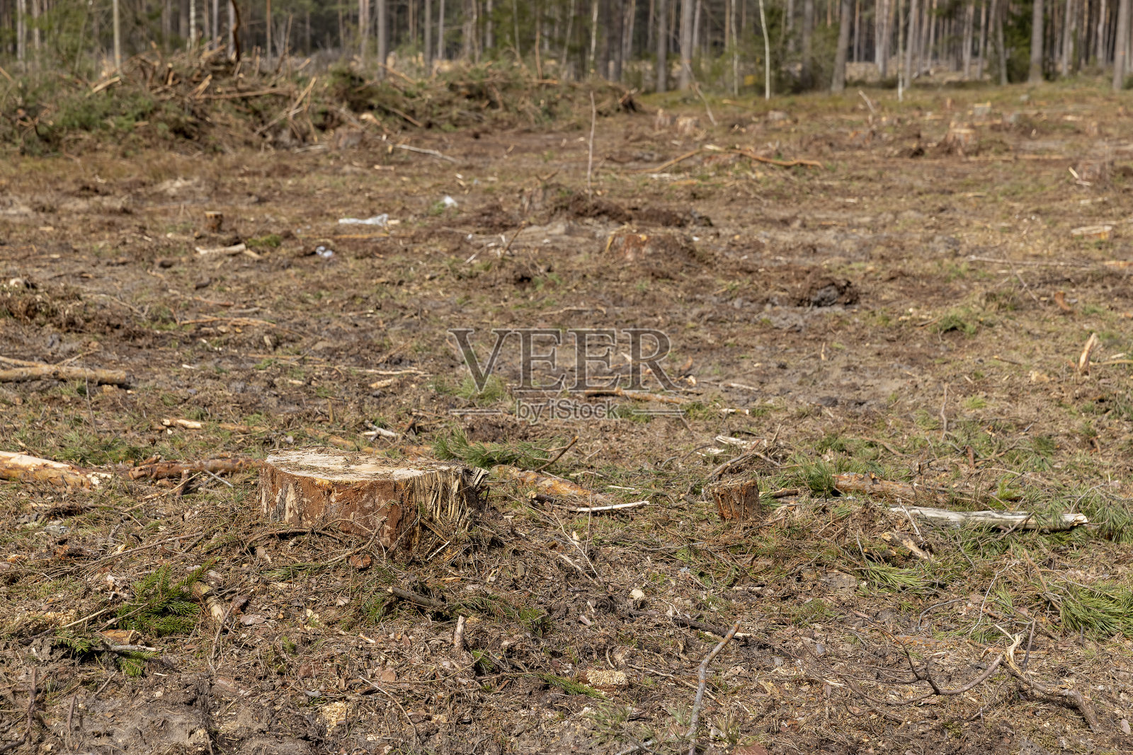 欧洲松林期间的松原木采伐照片摄影图片