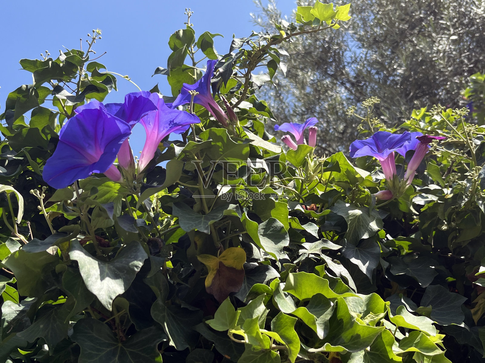 紫色牵牛花1照片摄影图片
