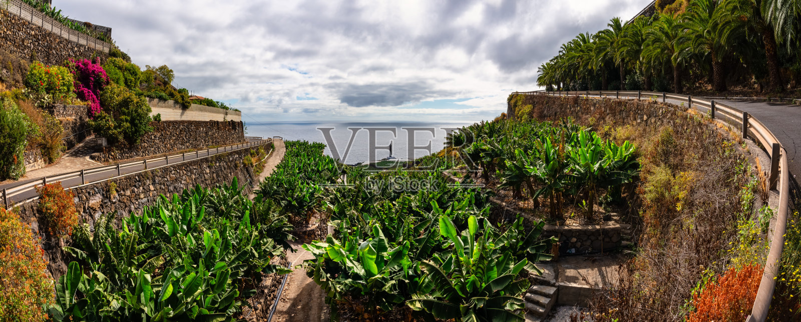 灯塔周围的香蕉种植园在拉帕尔马岛北部，拉法亚纳，加那利群岛照片摄影图片