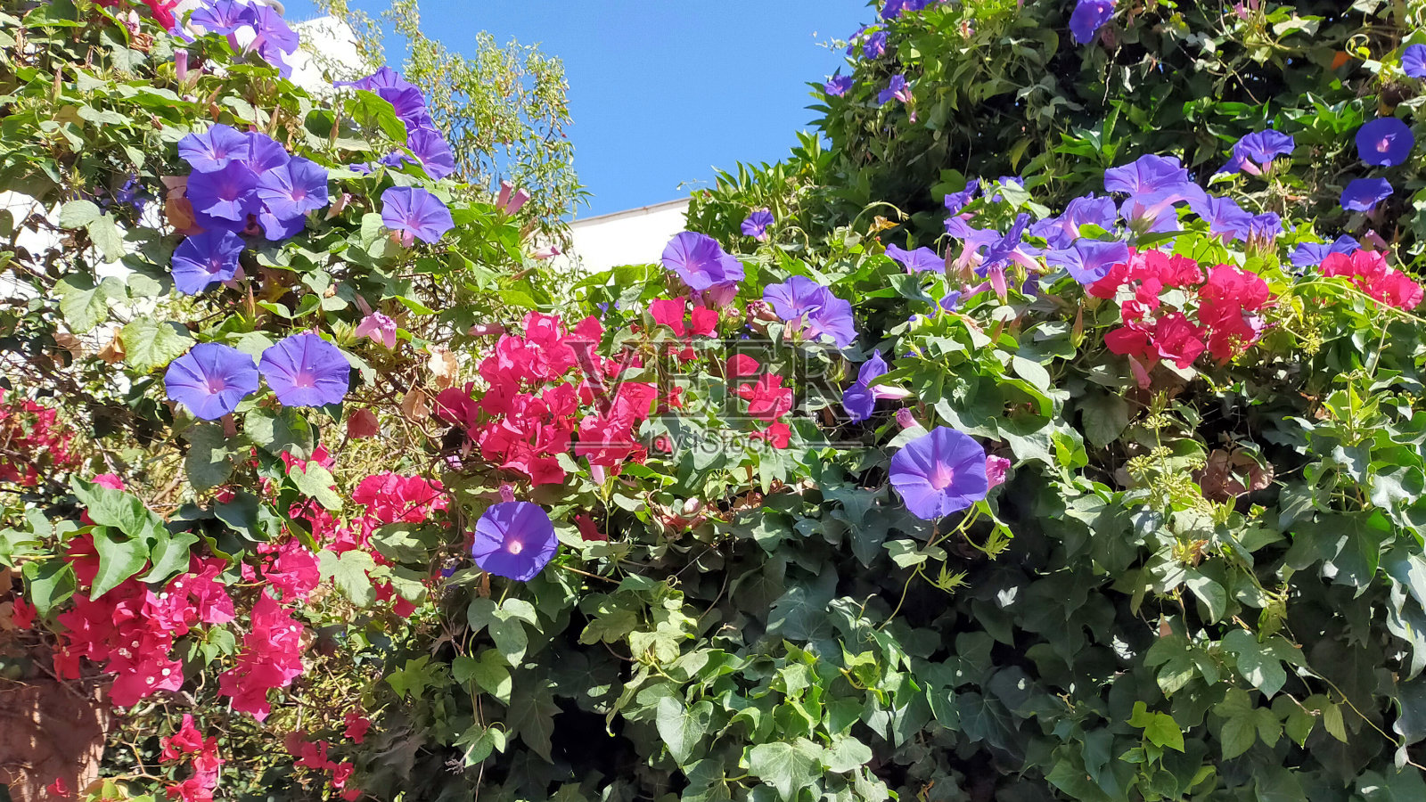 九重葛和紫色牵牛花照片摄影图片