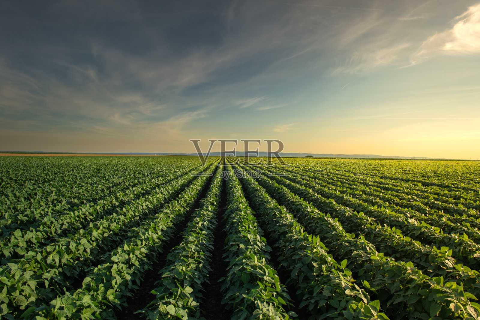 日落时开阔的大豆田。照片摄影图片