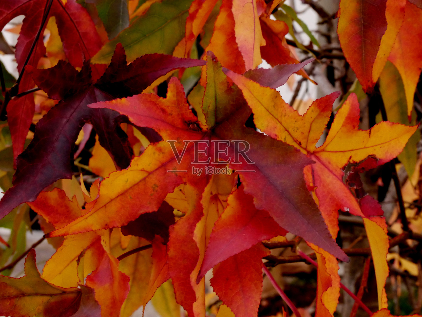 秋天十一月的枫叶叶。鲜艳多彩的叶子有红色、橙色和黄色照片摄影图片