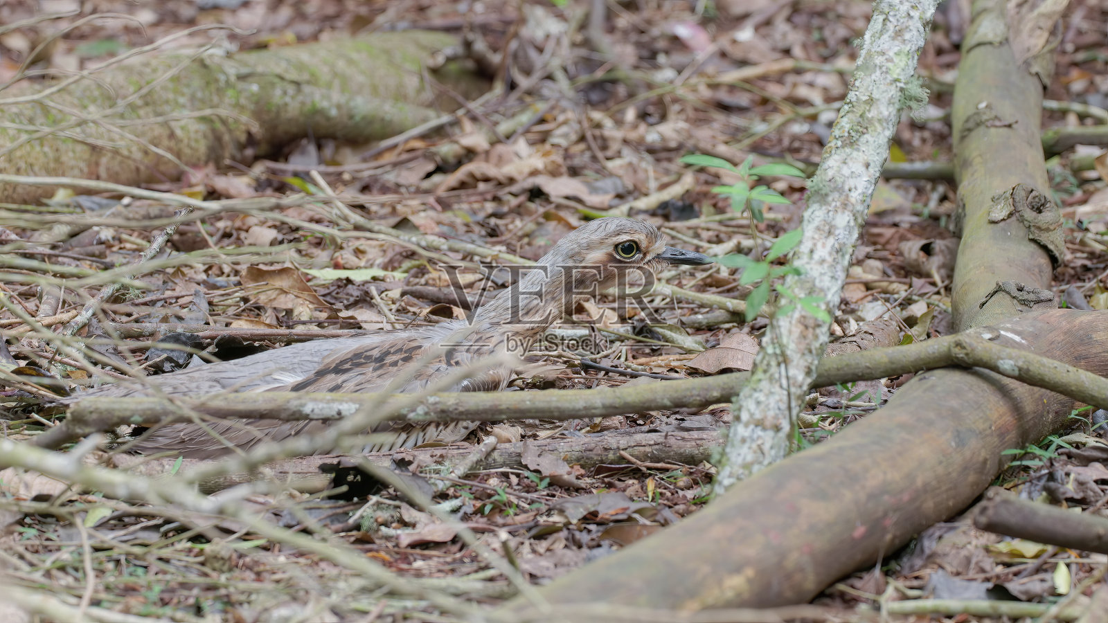 一只伪装得很好的灌木石鸻栖息在森林的地面上照片摄影图片