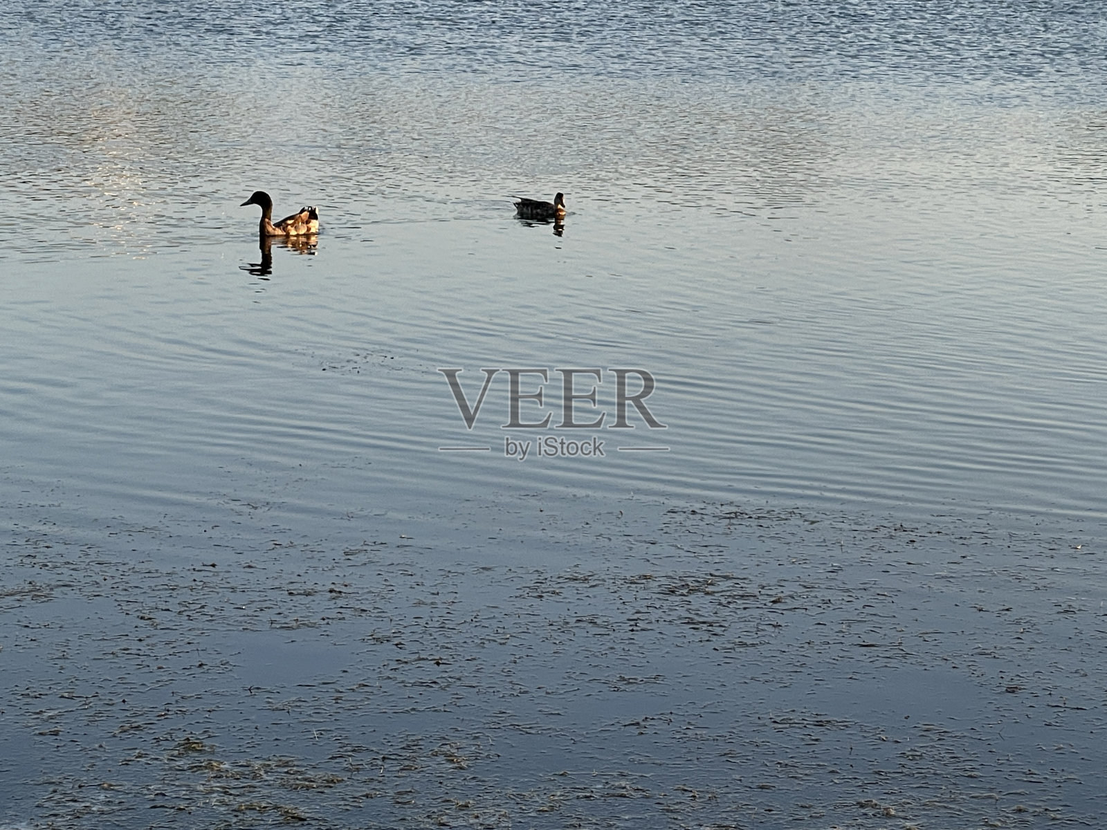 黄昏时湖中的鸭子照片摄影图片