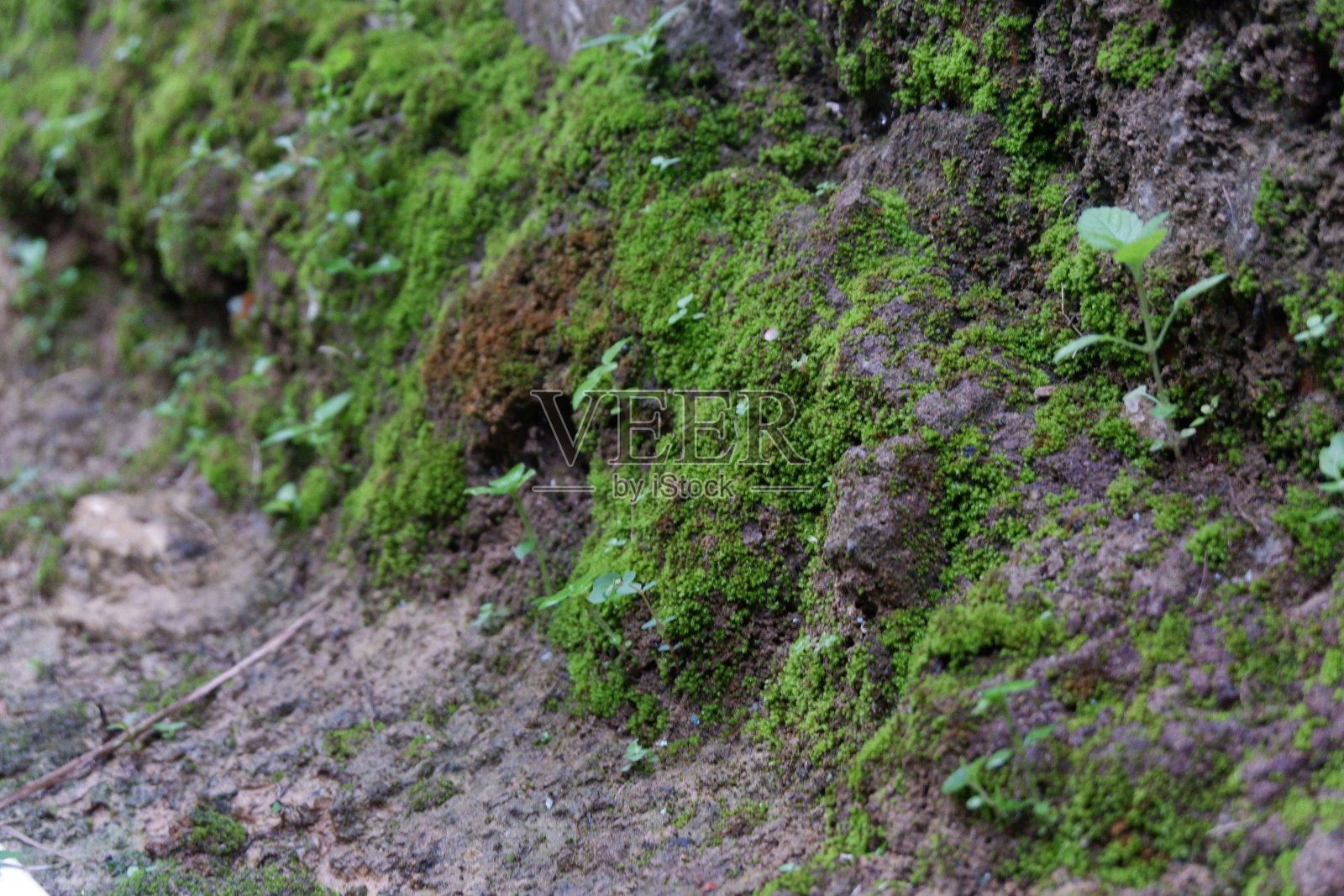 清理脏地板上的青苔照片摄影图片