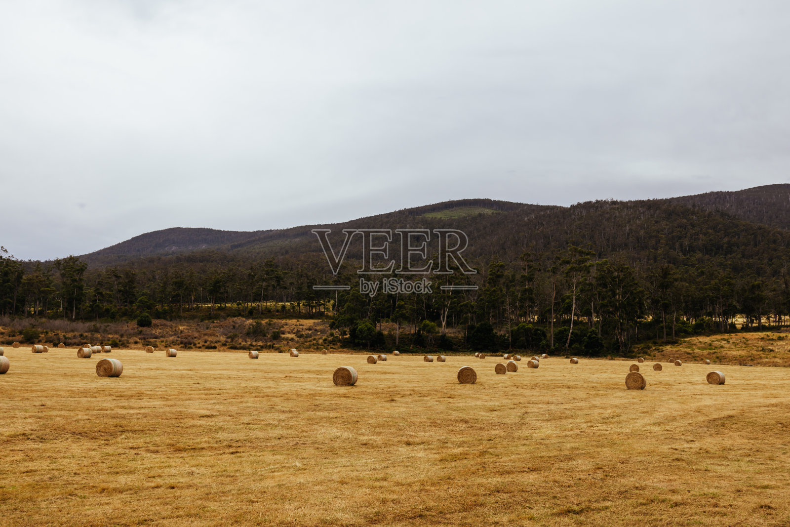 澳大利亚塔斯马尼亚州的Lonnavale景观照片摄影图片