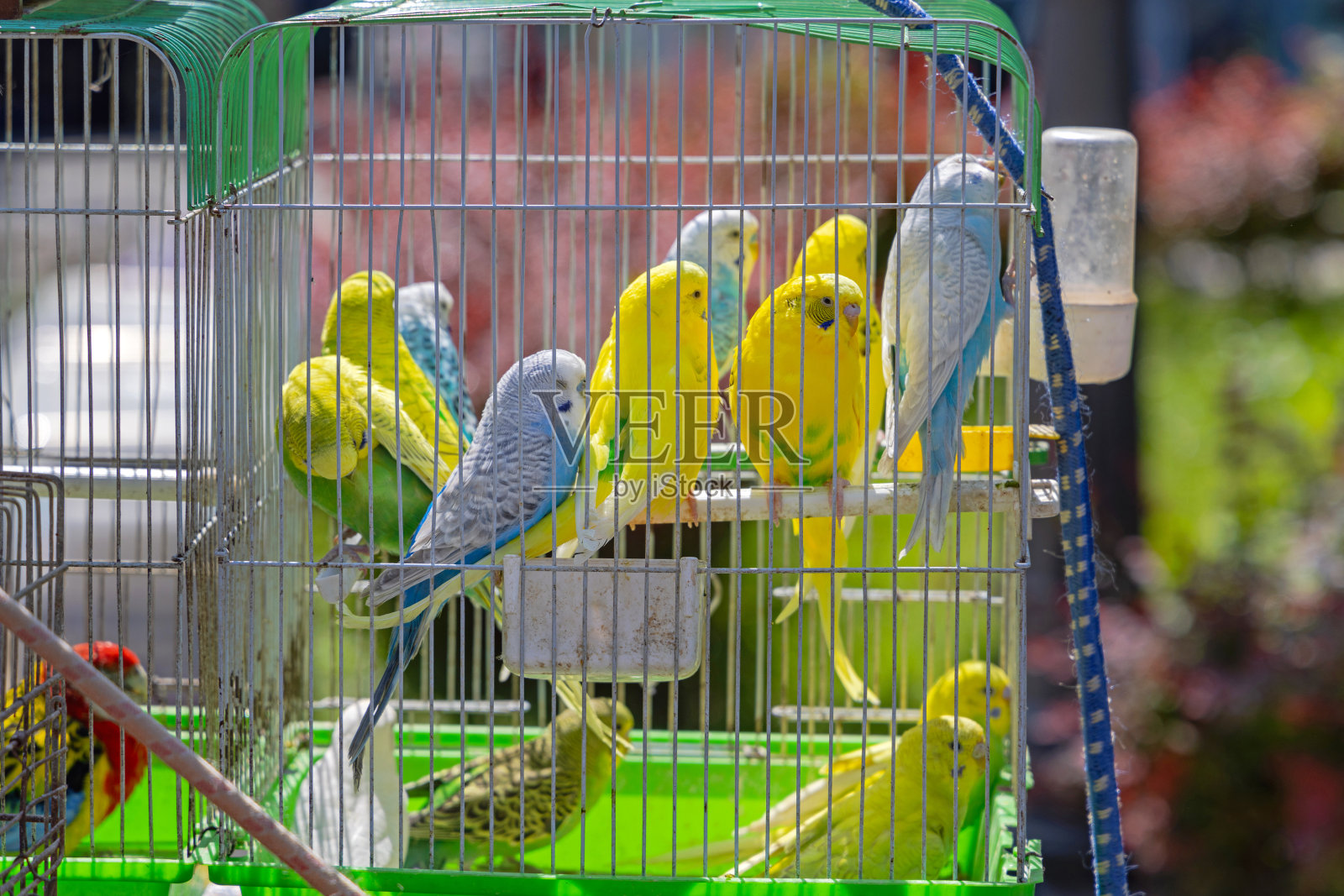 鹦鹉宠物鸟笼子照片摄影图片