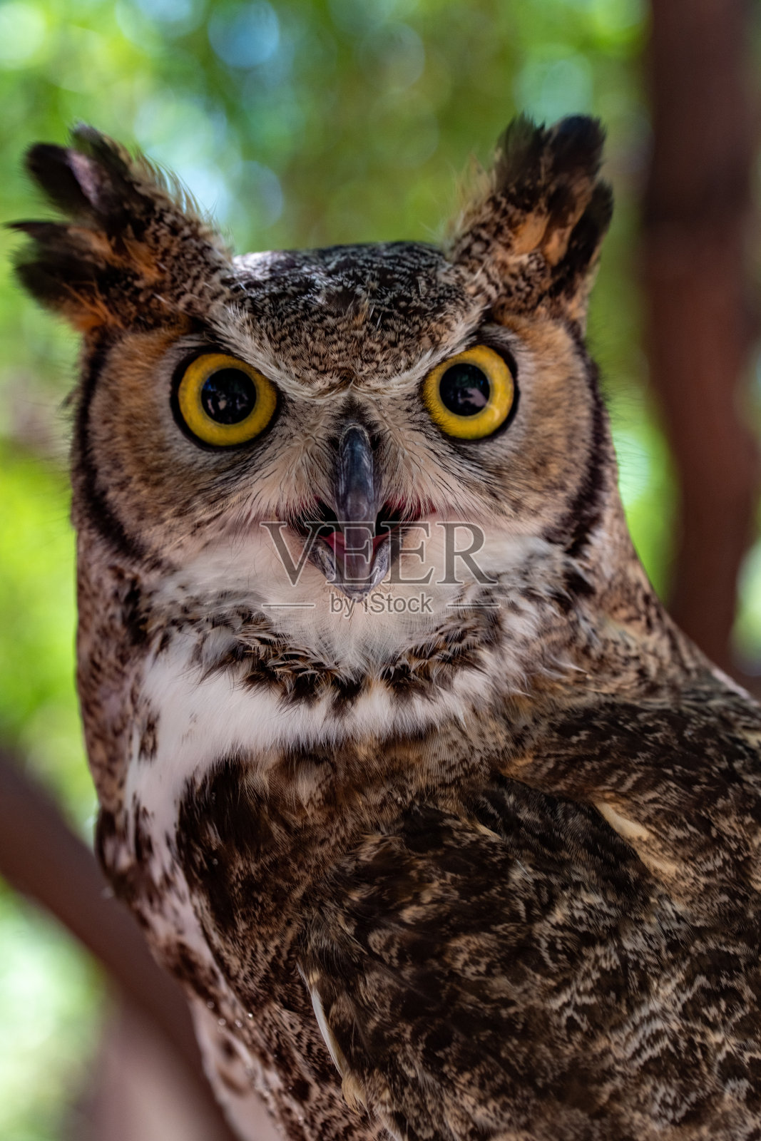 大角猫头鹰肖像照片摄影图片