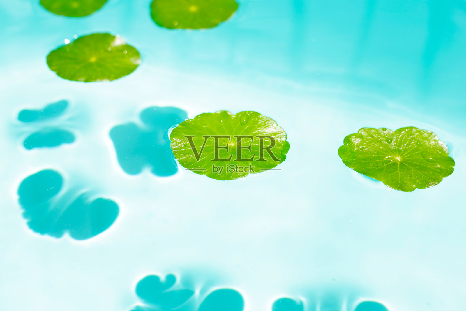 蓝水中的积雪草照片摄影图片