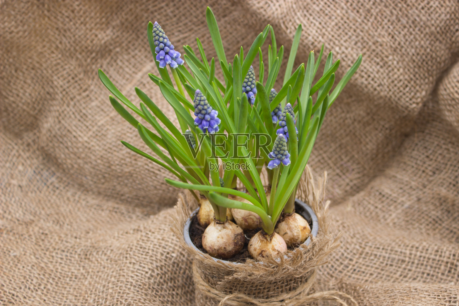 盛开的乡村麝香球茎照片摄影图片