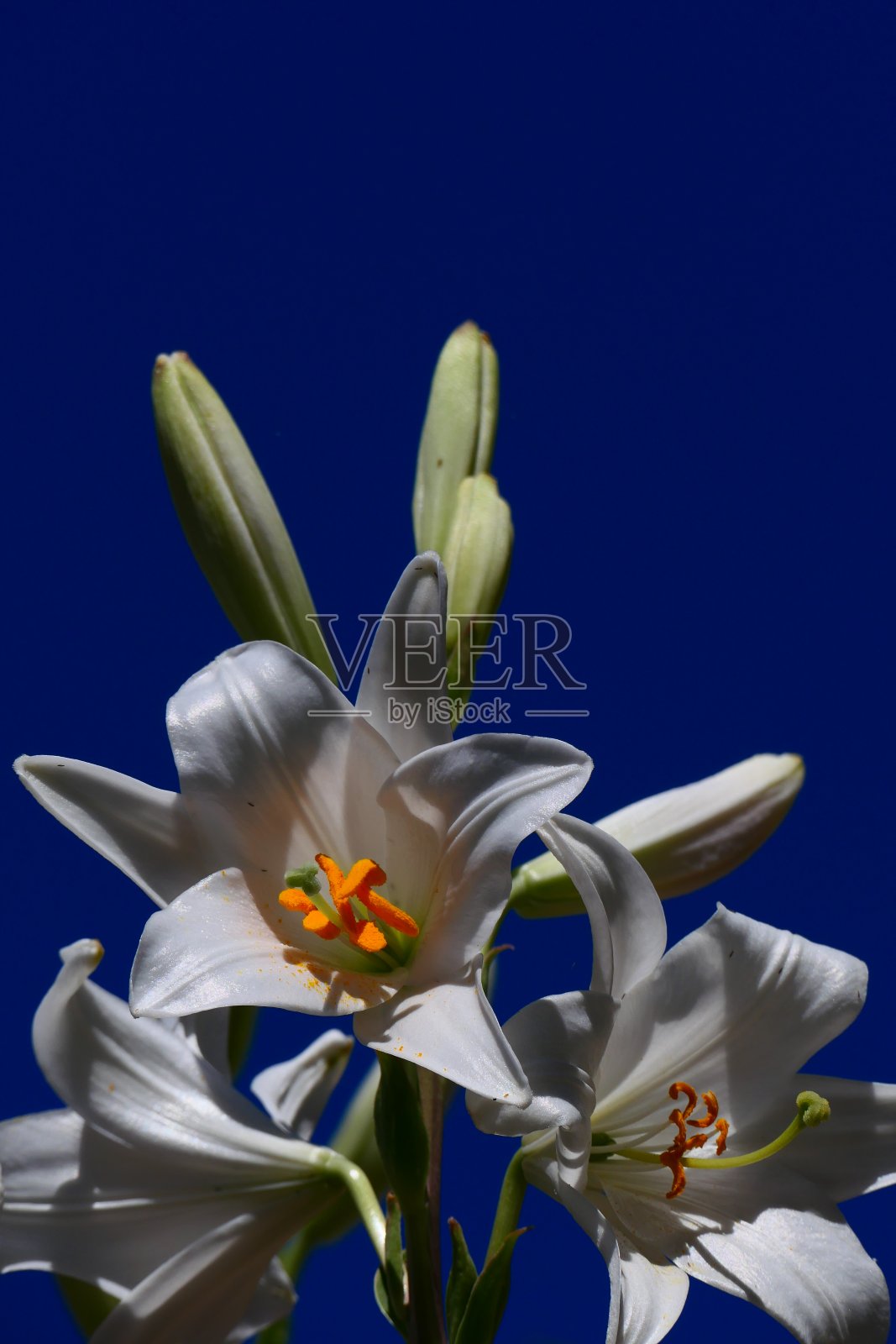 白色的百合照片摄影图片