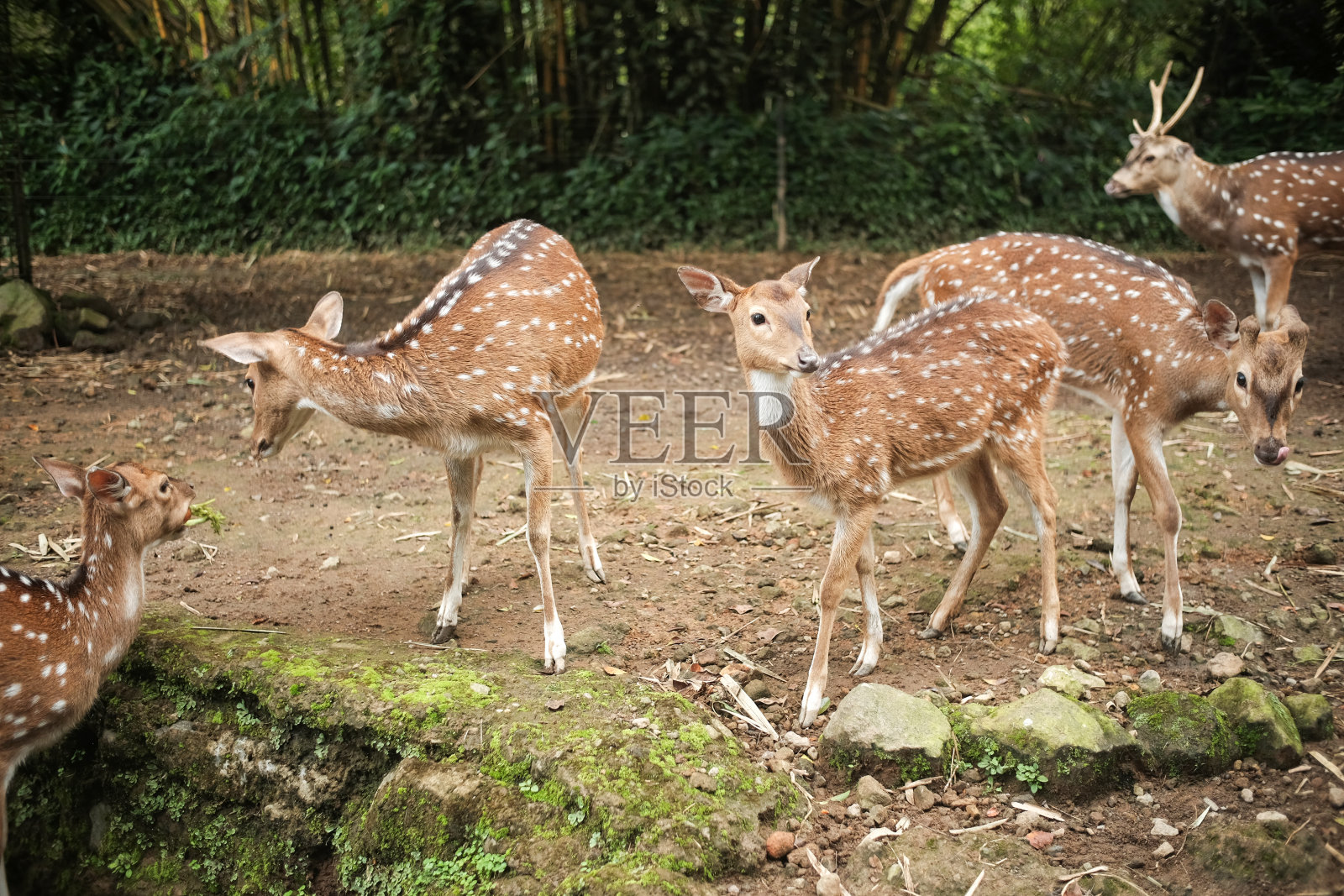 一群斑点鹿照片摄影图片
