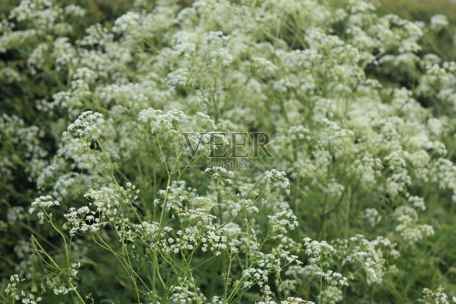 路边的牛欧芹照片摄影图片