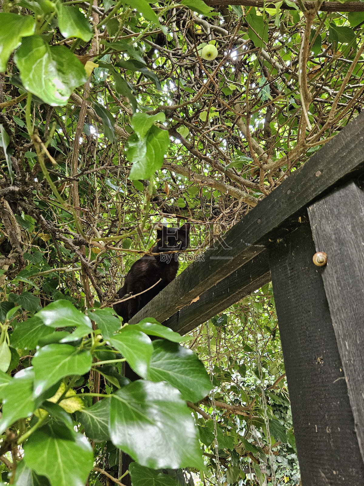 灌木丛中的猫照片摄影图片