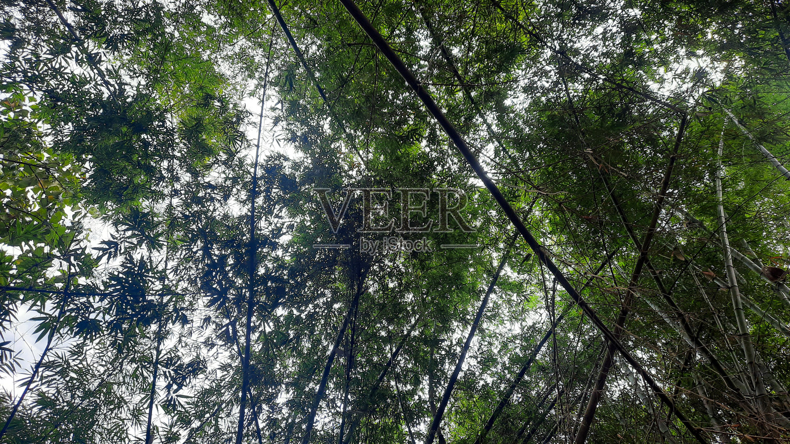 竹子的多功能性和可持续性照片摄影图片